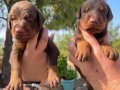 Renk renk King Doberman yavrularımız 