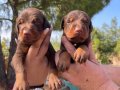 Renk renk King Doberman yavrularımız 