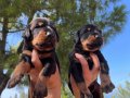 Renk renk King Doberman yavrularımız 