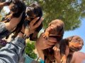 Renk renk King Doberman yavrularımız 