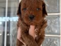 Üst Kalite Red Toy Poodle Yavrular 