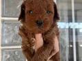 Üst Kalite Red Toy Poodle Yavrular 