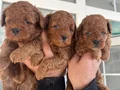 Üst Kalite Red Toy Poodle Yavrular 