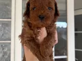 Üst Kalite Red Toy Poodle Yavrular 