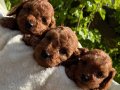 Çiçek gibi Toy Red Poodle Bebeklerimiz 