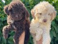 Renk Renk Lagotto Bebekler 