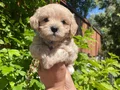 Ped eğitimli çiçek gibi maltipoo bebekler 