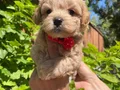 Ped eğitimli çiçek gibi maltipoo bebekler 