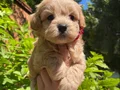 Ped eğitimli çiçek gibi maltipoo bebekler 