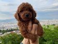 Red Toy Poodle Yavrular
