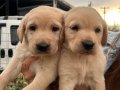 Üst Kalite Labrador yavrularımız