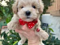 Mini Boy kore maltipo bebekler