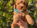 Apricot Minyatür Poodle Ped eğitimli yavrular 