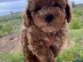 Toy Poodle Bebekler 