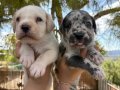 TR de tek Egzotic Cane Corso Yavrular