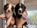 Mükemmel Border Collie Yavrularımız