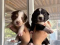 Mükemmel Border Collie Yavrularımız