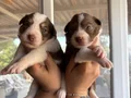 Mükemmel Border Collie Yavrularımız