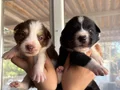 Mükemmel Border Collie Yavrularımız