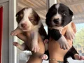 Mükemmel Border Collie Yavrularımız
