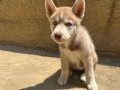 Dişi Erkek Husky Yavrular