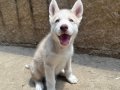 Dişi Erkek Husky Yavrular