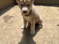 Dişi Erkek Husky Yavrular