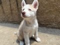 Dişi Erkek Husky Yavrular