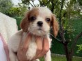 Cavalier King Charles Yavrular
