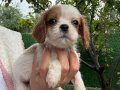 Cavalier King Charles Yavrular