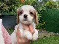 Cavalier King Charles Yavrular