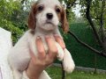 Cavalier King Charles Yavrular