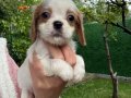 Cavalier King Charles Yavrular