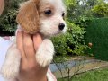 Cavalier King Charles Yavrular