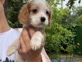Cavalier King Charles Yavrular
