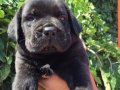 Irk Garantili Corso Yavrularımız