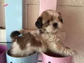 SHİH TZU SAF IRK MÜKEMMEL YAVRULAR