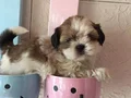 SHİH TZU SAF IRK MÜKEMMEL YAVRULAR