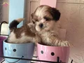 SHİH TZU SAF IRK MÜKEMMEL YAVRULAR