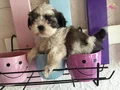 SHİH TZU SAF IRK MÜKEMMEL YAVRULAR