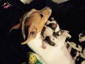 JACK RUSSEL A KALİTE SAF IRK YAVRULAR