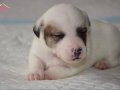 JACK RUSSEL A KALİTE SAF IRK YAVRULAR