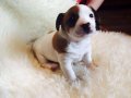 JACK RUSSEL A KALİTE SAF IRK YAVRULAR