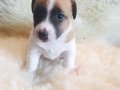 JACK RUSSEL A KALİTE SAF IRK YAVRULAR
