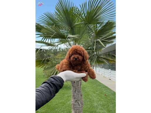 Kıpkırmızı Kürklü Pasaportlu Mikro Çipli Oyuncak Poodle Yavruları