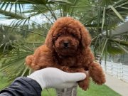 Kıpkırmızı Kürklü Pasaportlu Mikro Çipli Oyuncak Poodle Yavruları