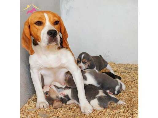 beagle yavruları 