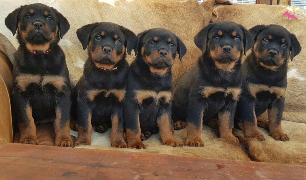 Rotvaydır Köpek Resimleri Rotvaydır Köpek Resimleri