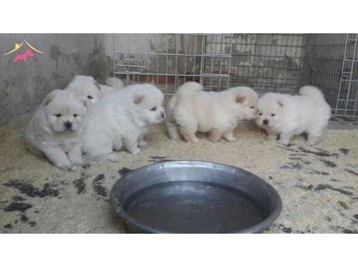 BEYAZ CHOW CHOW ( ÇİN ASLANI ) YAVRULARIMIZ