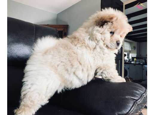 CHOW CHOW ÇİN ASLANI YAVRULARIMIZ